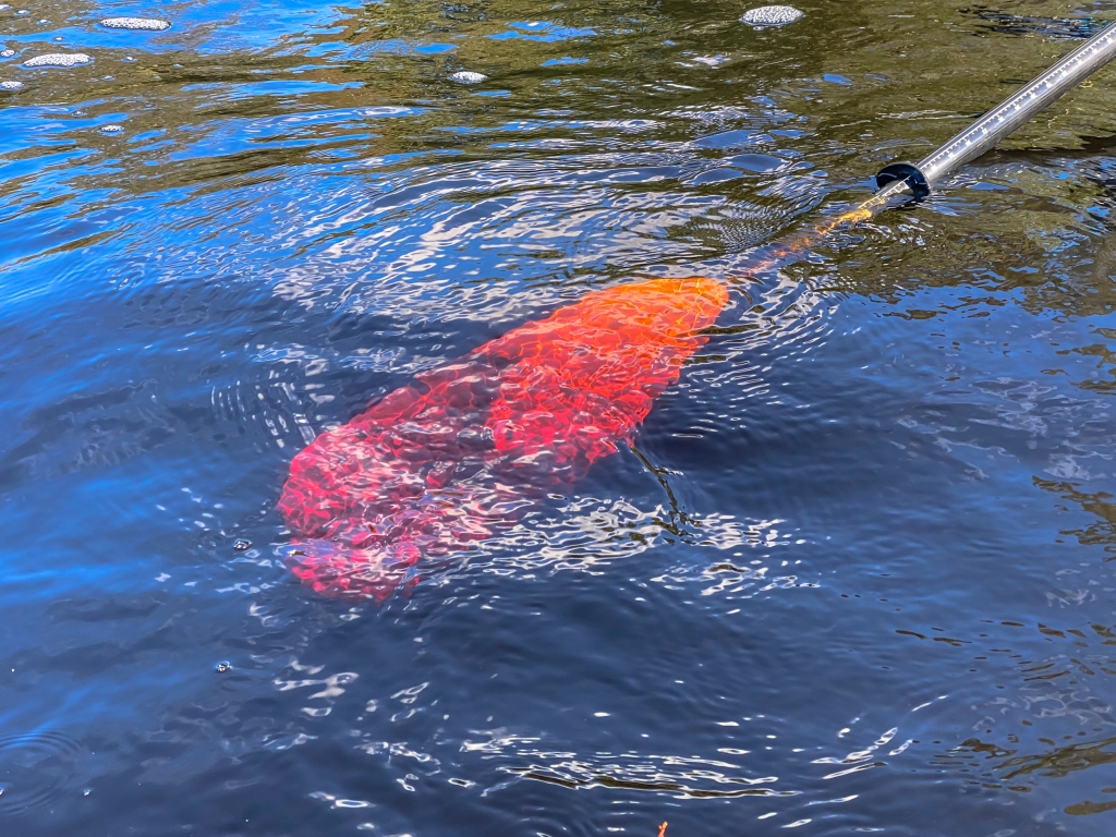 Red-Colored Water